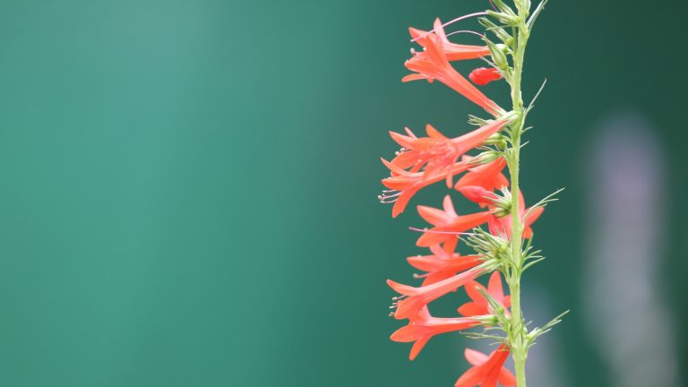 Standing cypress flowers.
