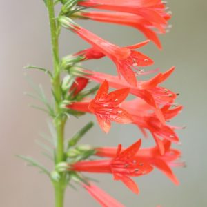 Standing cypress flowers.