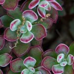 "Coppertone" sedum leaves.