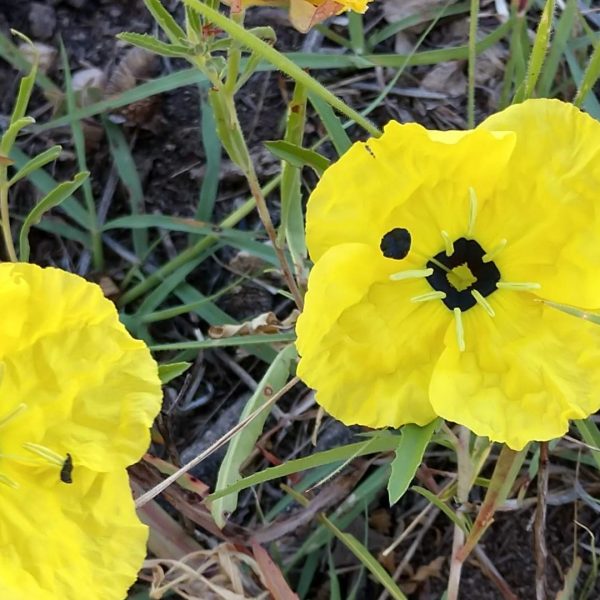 Sundrop flowers.