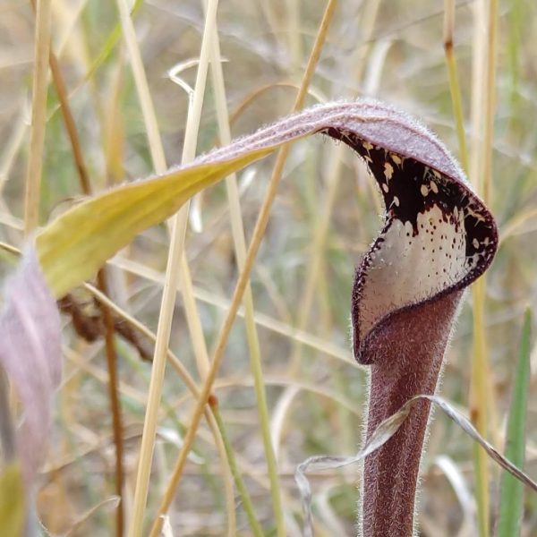 Swan flower.