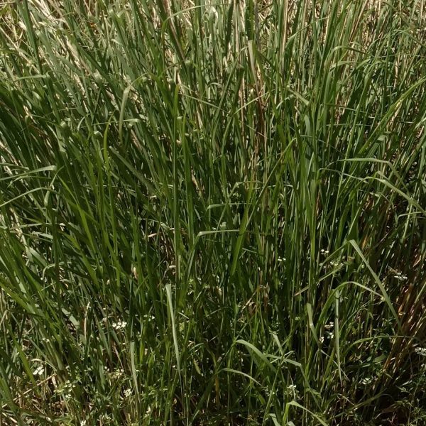 Switchgrass leaves.