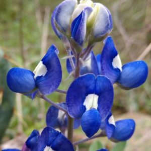 Texas bluebonnet flower.