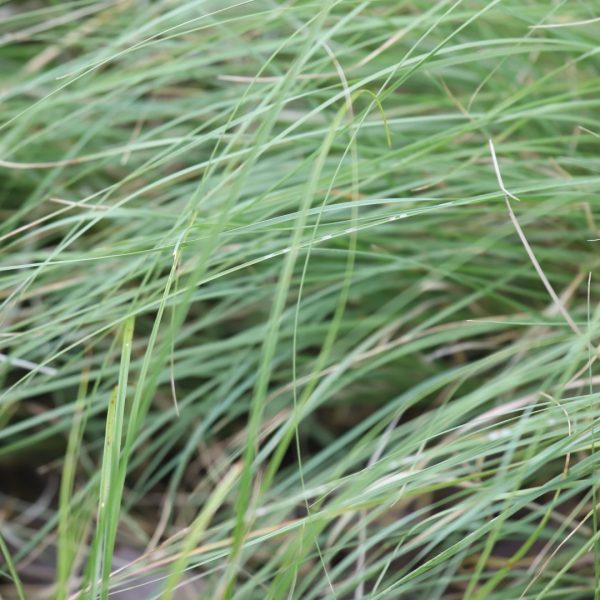 Thunder turf leaves.
