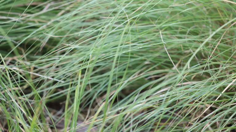 Thunder turf leaves.