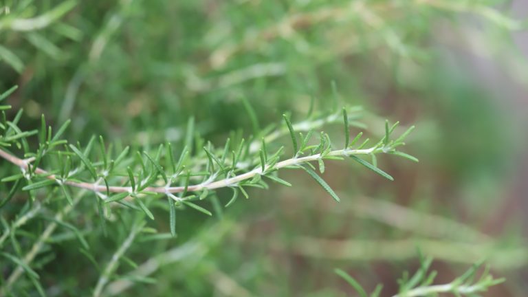 Trailing rosemary leaves.