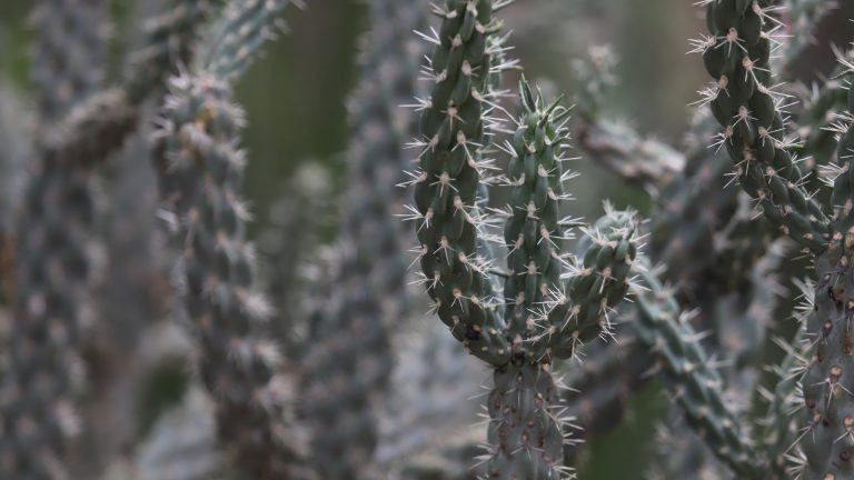 Tree cholla leaves.