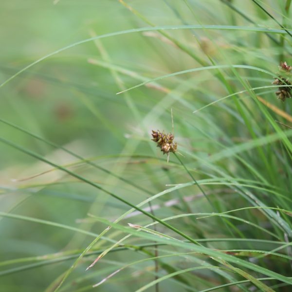 Turf sedge with seedheads.