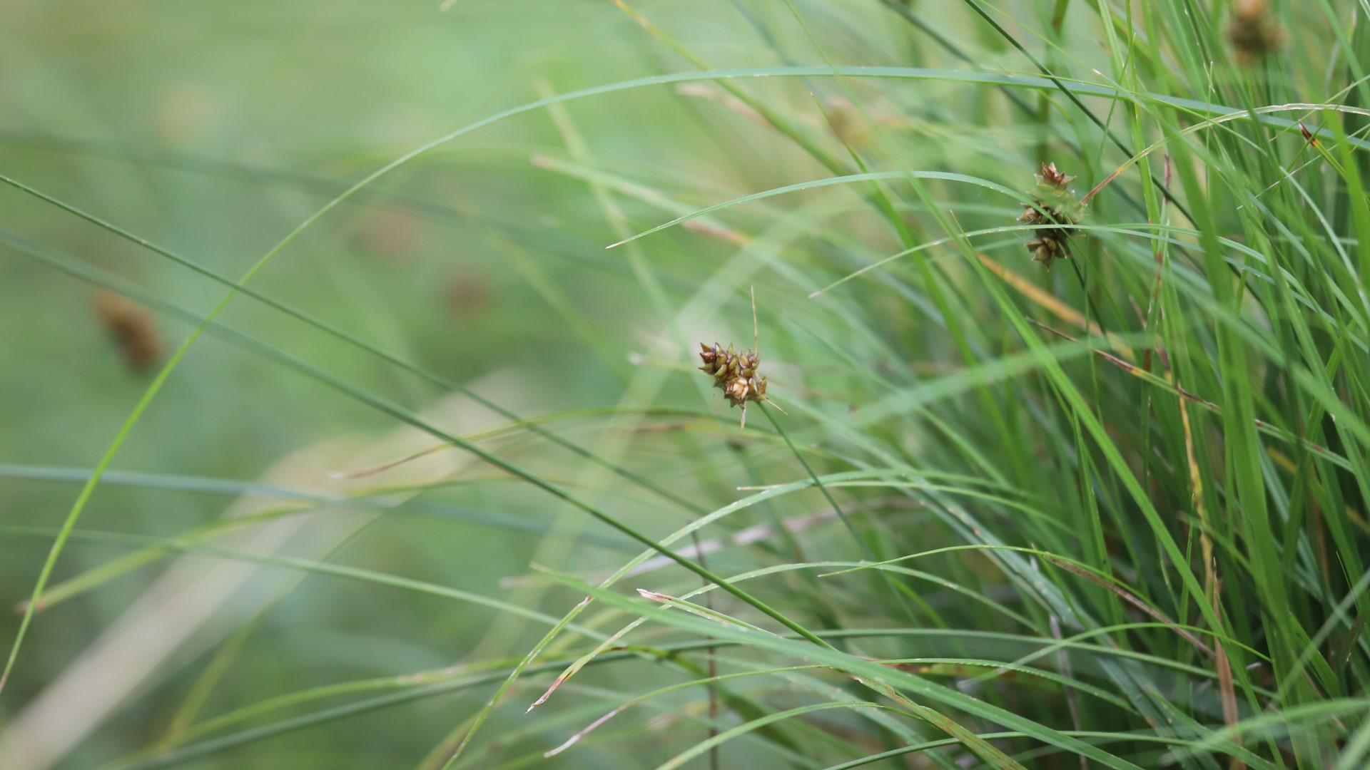 Turf sedge with seedheads.