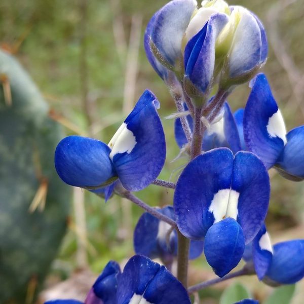 Texas bluebonnet flowers.