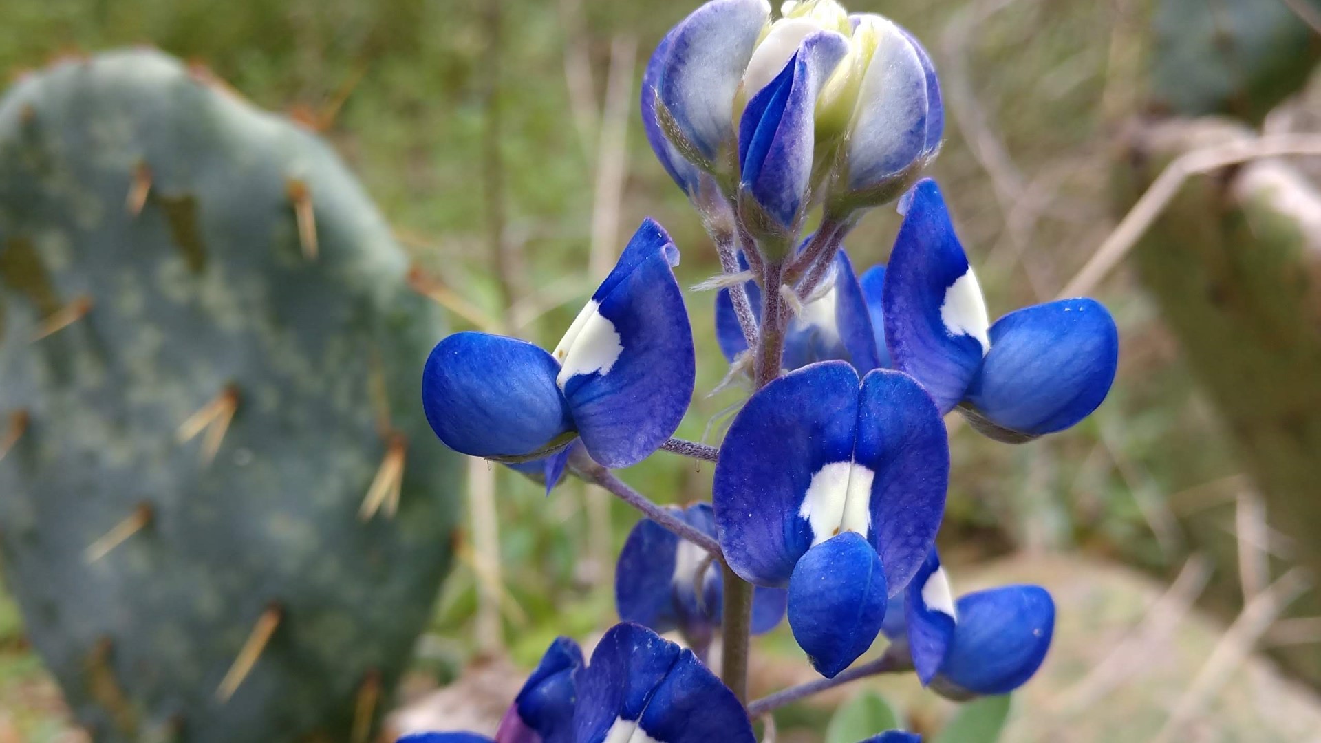 Texas bluebonnet flowers.