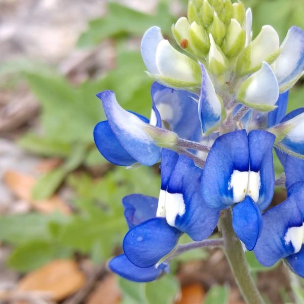 Texas bluebonnet flowers.