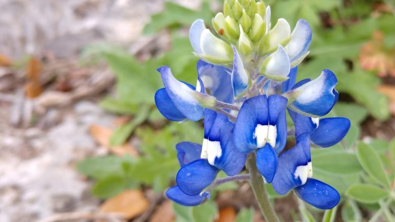 Texas bluebonnet flowers.
