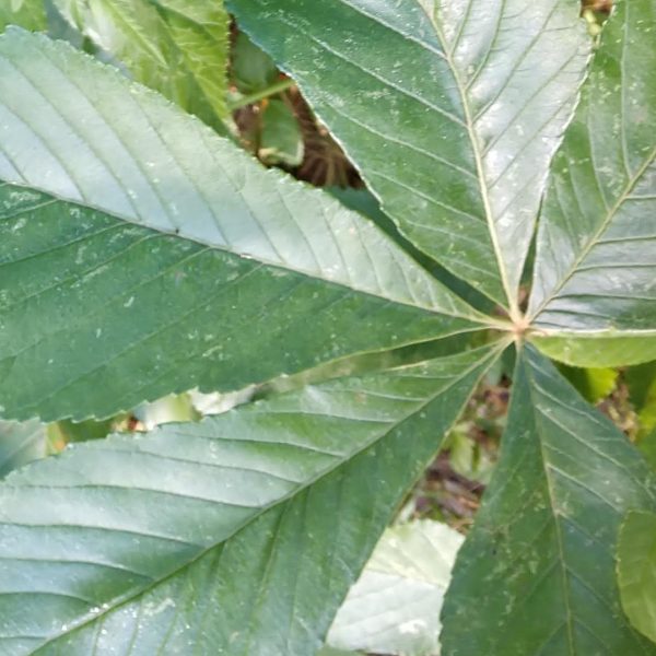 Texas buckeye leaves.