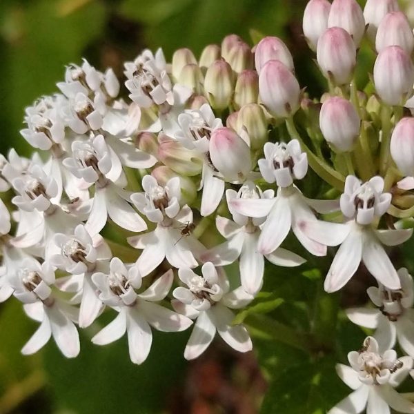 Texas milkweed flowers.