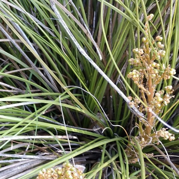 Texas nolina leaves and flowers.