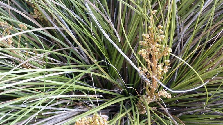 Texas nolina leaves and flowers.