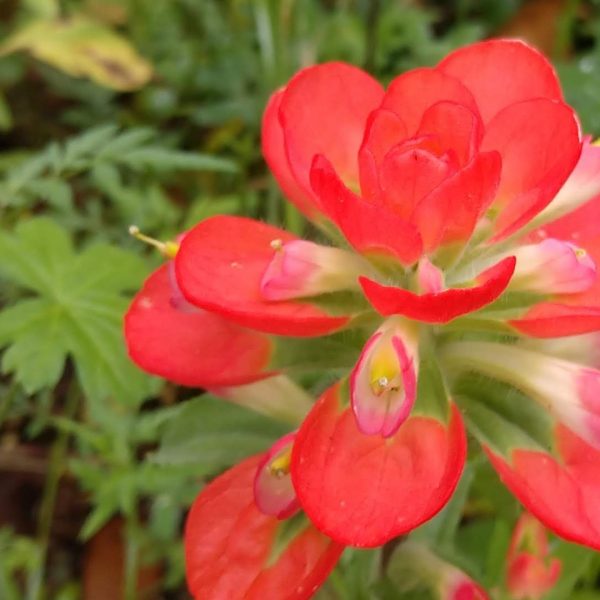 Texas paintbrush flowers and leaf bracts.