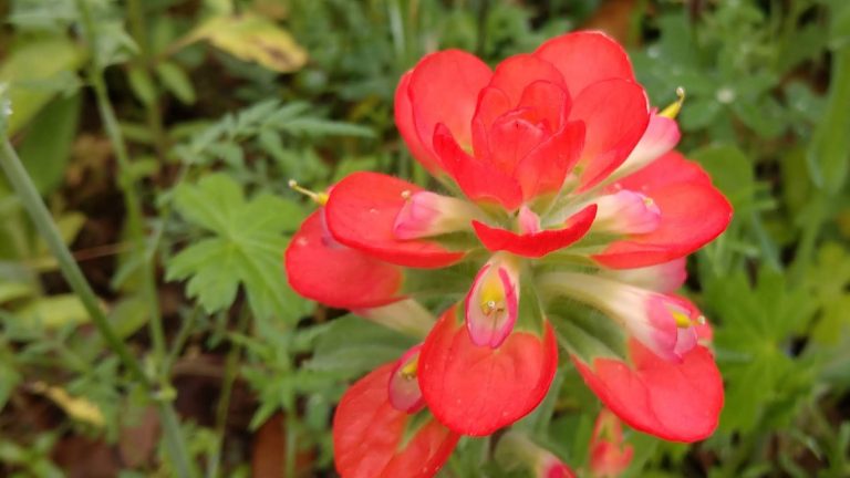 Texas paintbrush flowers and leaf bracts.