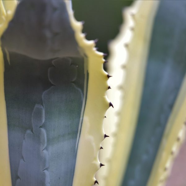 Variegated agave leaves and teeth.