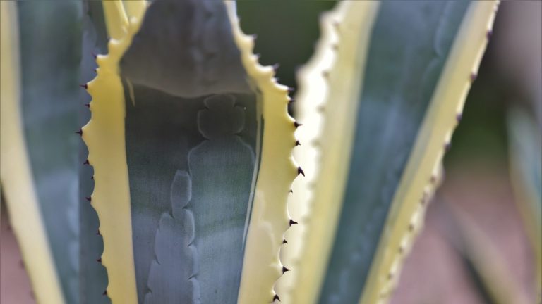 Variegated agave leaves and teeth.