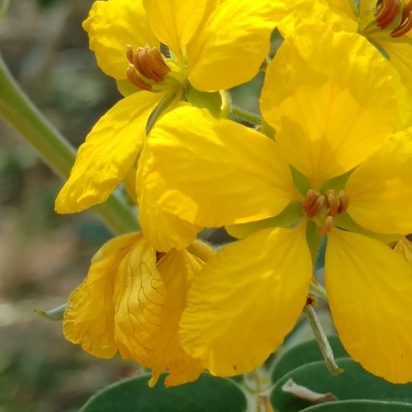 Velvet leaf senna flowers.