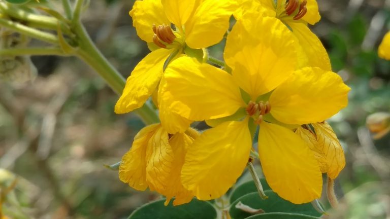 Velvet leaf senna flowers.