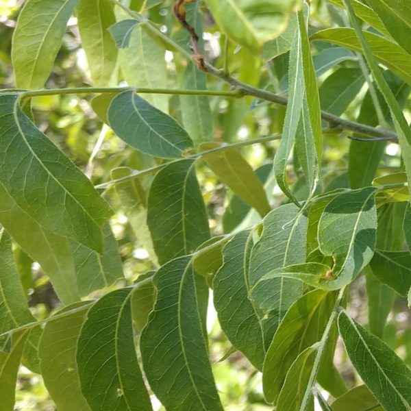 Western soapberry leaves.