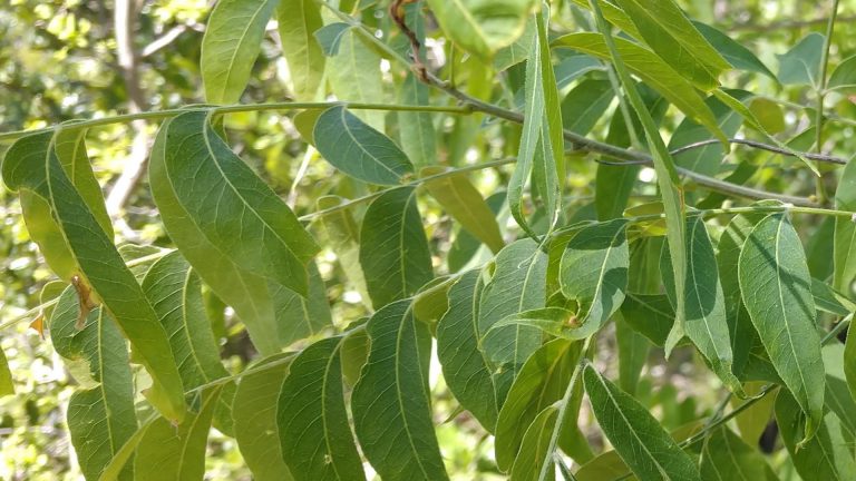 Western soapberry leaves.