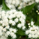 White mistflowers.