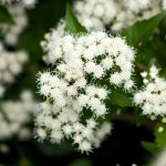 White mistflowers.