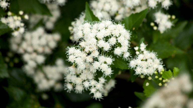 White mistflowers.