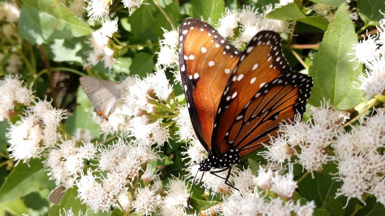 White mistflowers, with queen butterfly.