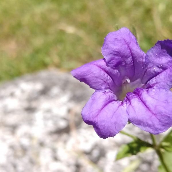 Wild petunia flowers.