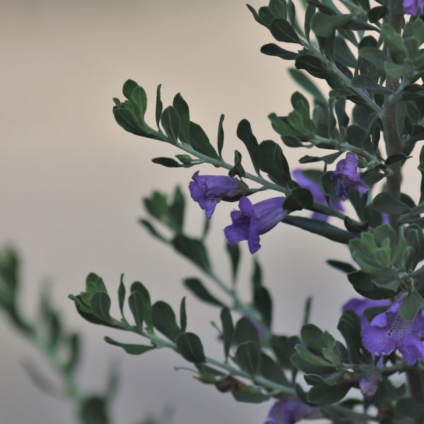 Wright's skullcap leaves and flowers.