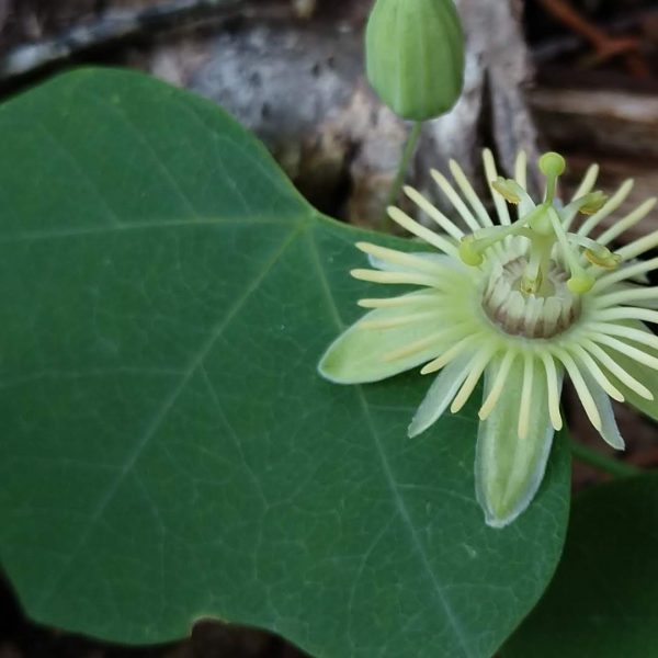 Yellow passionflower leaves and flowers.