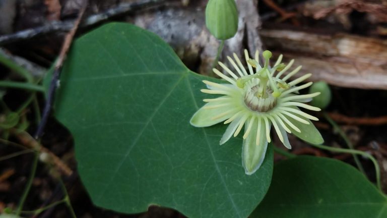 Yellow passionflower leaves and flowers.