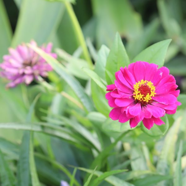 Zinnia flower.