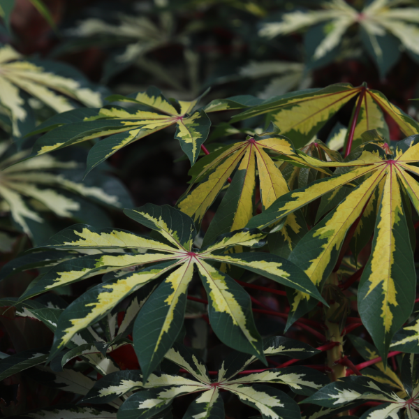 Variegated tapioca leaves.