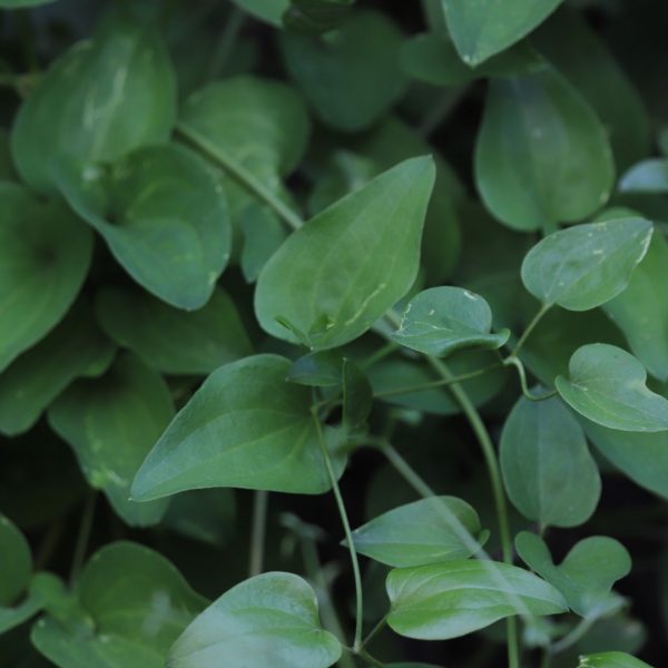 Autumn clematis leaves.