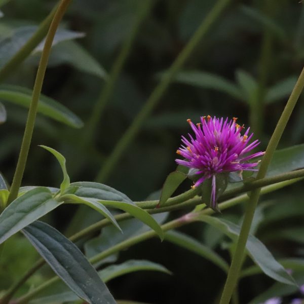 Globe amaranth flowers.