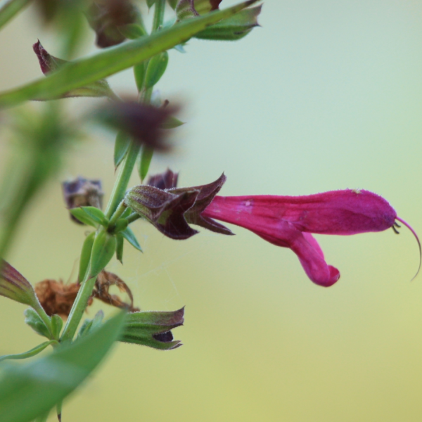 Big red sage flower.