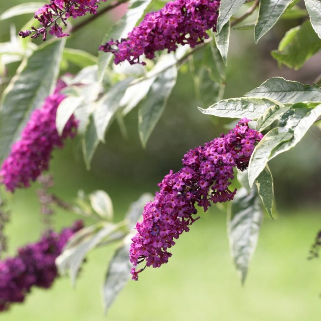 Butterfly bush flowers.