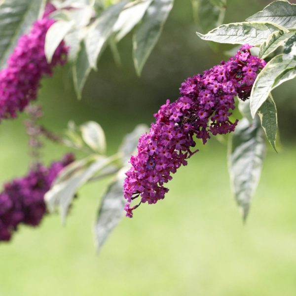 Butterfly bush flowers.