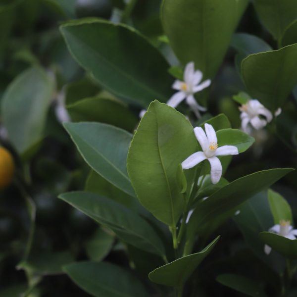 Calamondin leaves, flowers and fruit.