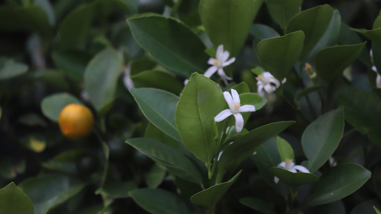 Calamondin leaves, flowers and fruit.