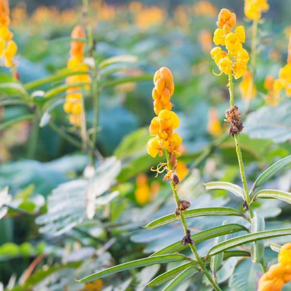 Candlestick leaves and flowers.