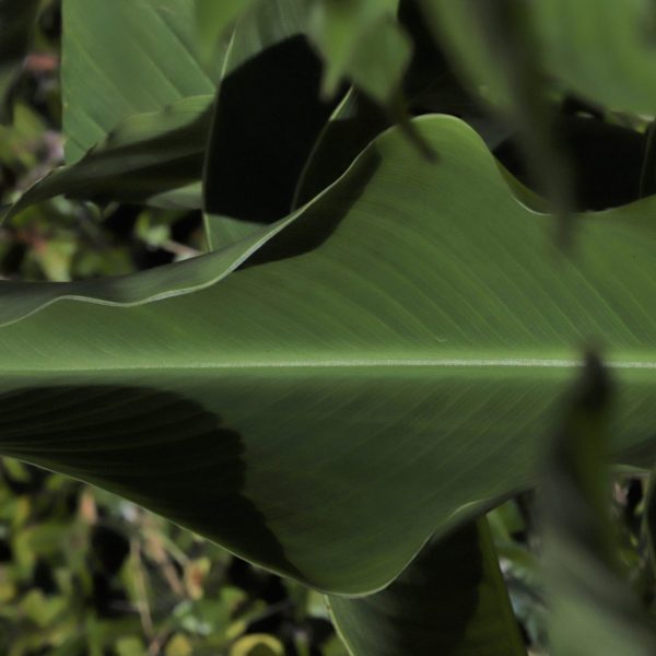 Canna leaf.