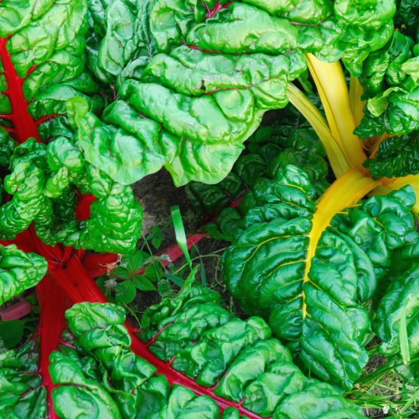 Swiss chard leaves.