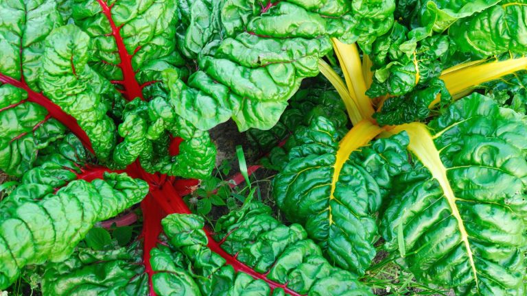 Swiss chard leaves.